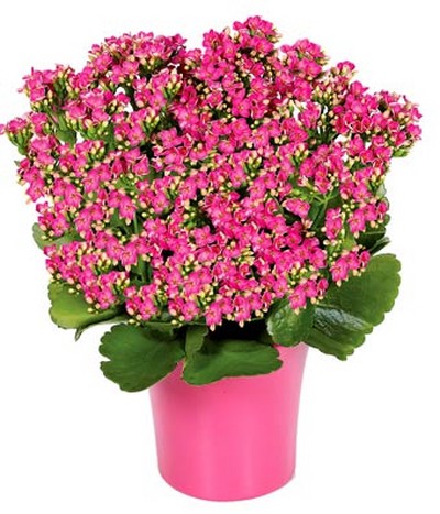 Kalanchoe Flower Plant