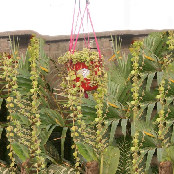 Hanging Orchid