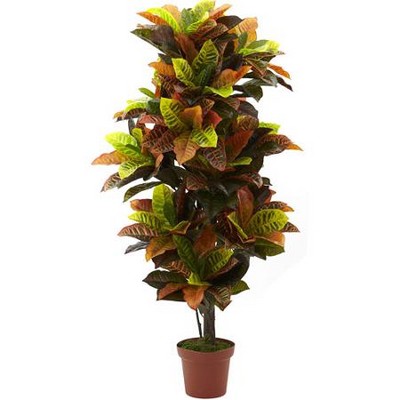 Garden Croton