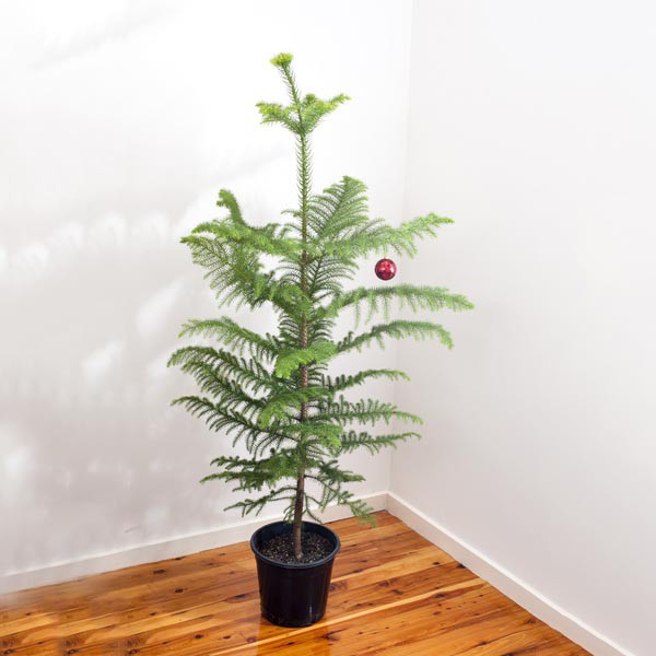 X-mas Tree Plant