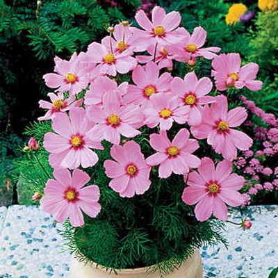 Cosmos Flower Plant