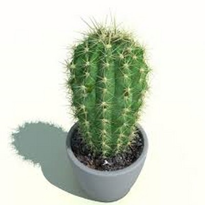 Cactus Plant