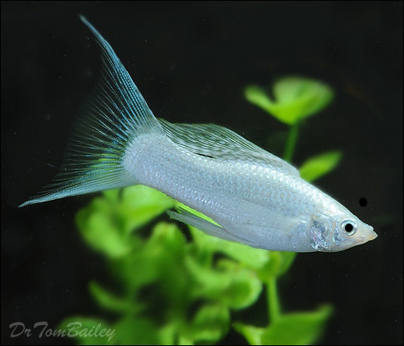 Silver Molly