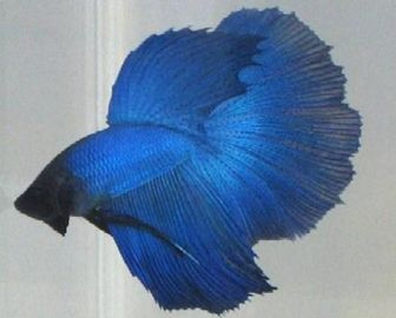 Blue Fighter