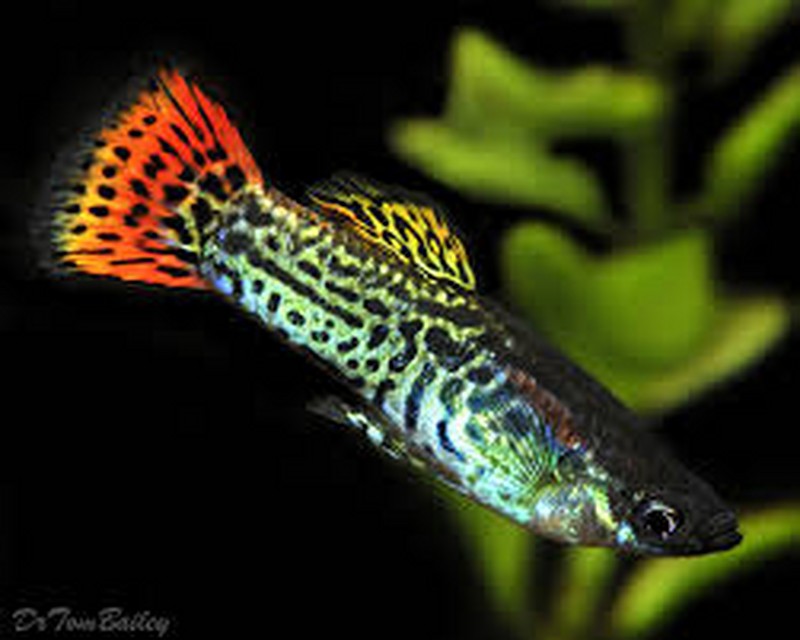 Guppie Fish