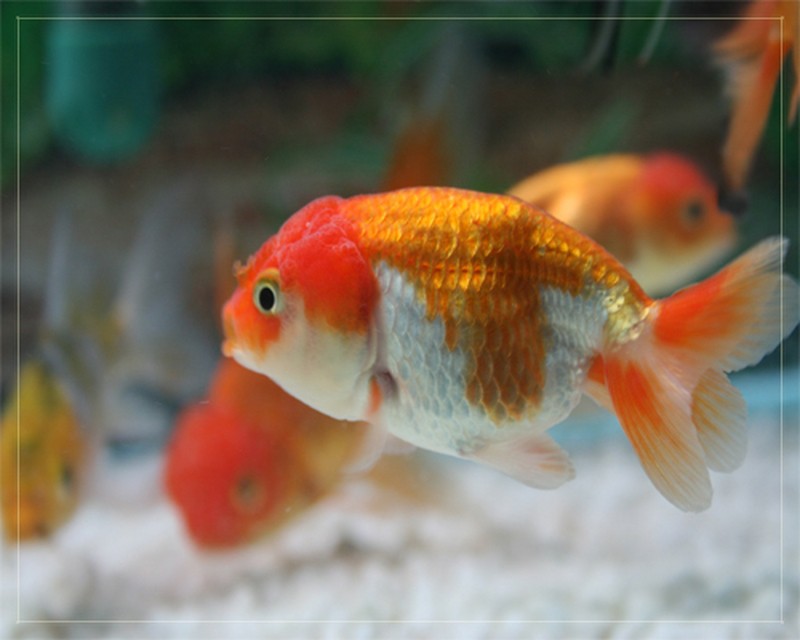Oranda Fish | Send Gifts to Bangladesh | Utshob.com