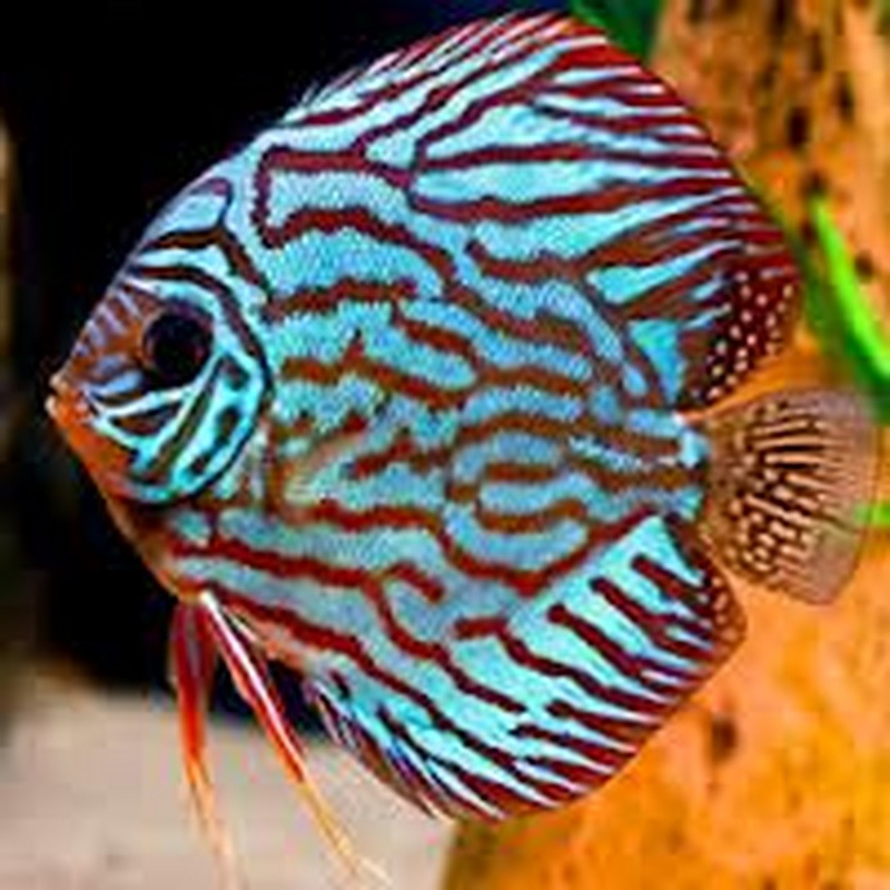 Discus Fish