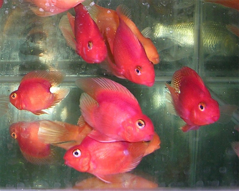 Red parrot
