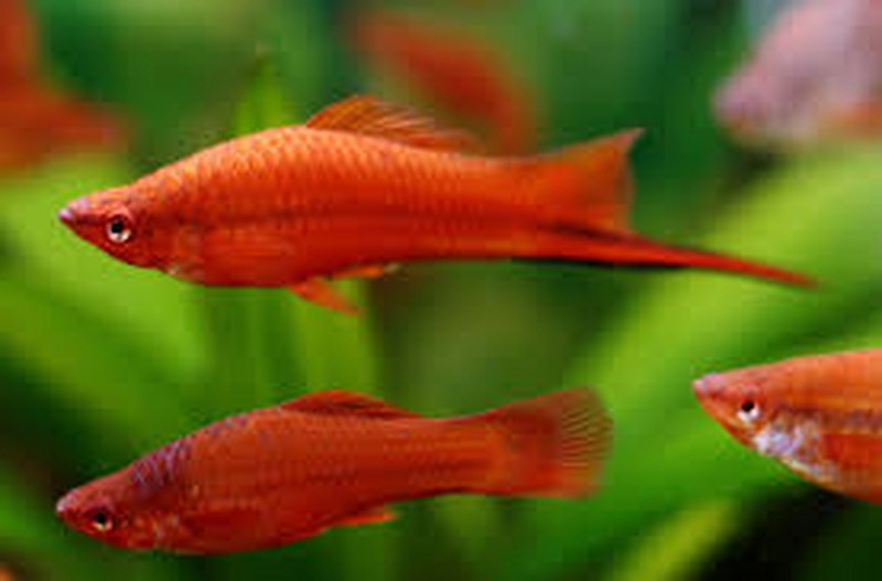 Sordtail Fish