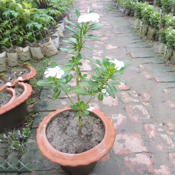 Noyon Tara