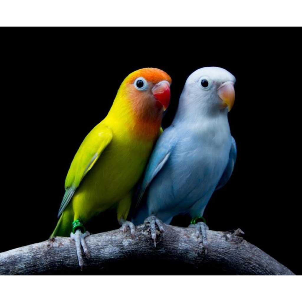 Love Birds