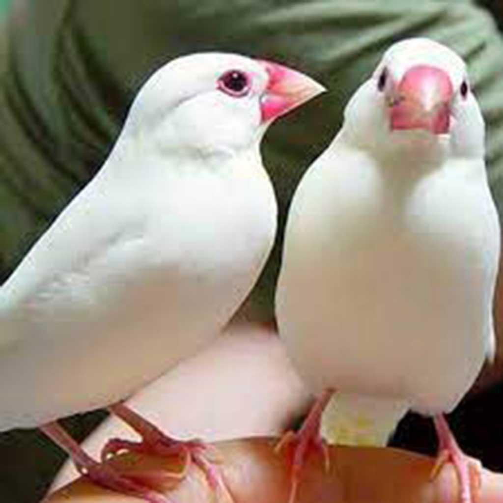 Java Birds