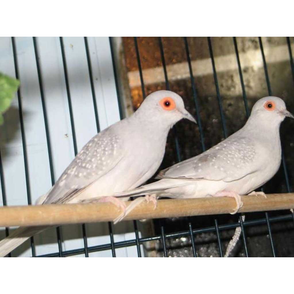 GhuGhu Birds