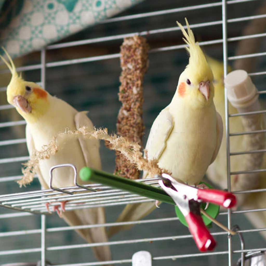 Cockatiel Birds