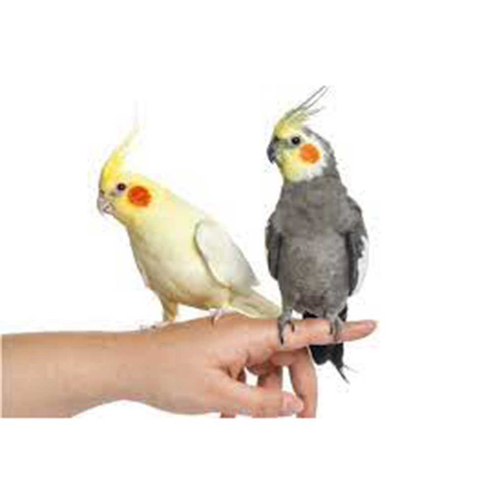 Cockatiel Birds