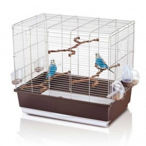 Budgerigar Bird