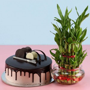 3-layer Bamboo Eggless Chocolate Cake