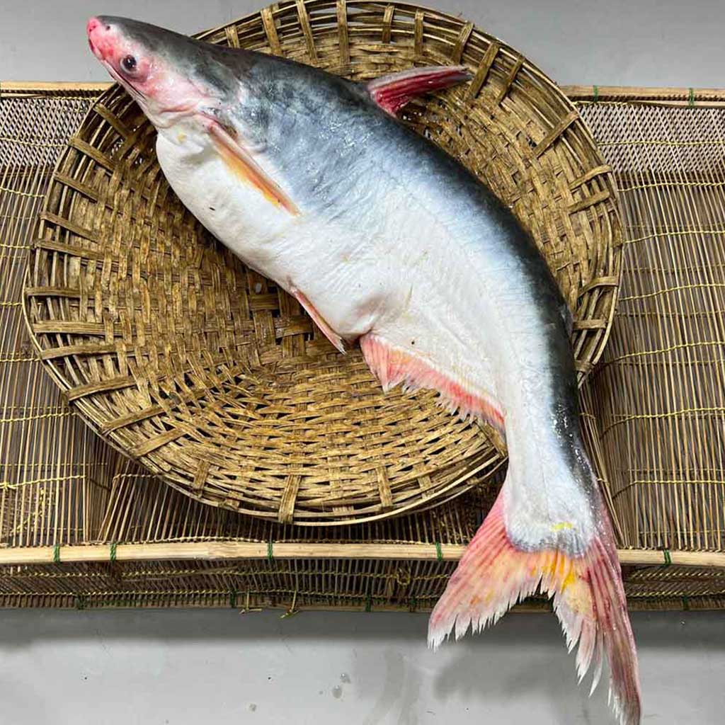 Pangas Fish (River) 5 kg Plus