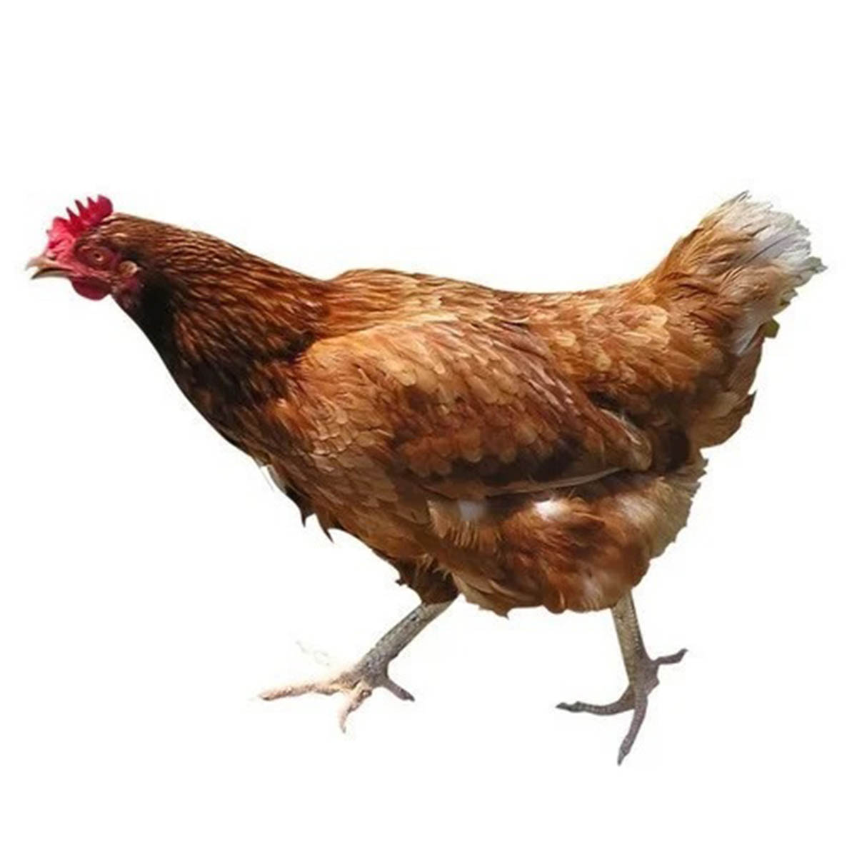 Live Deshi Hen