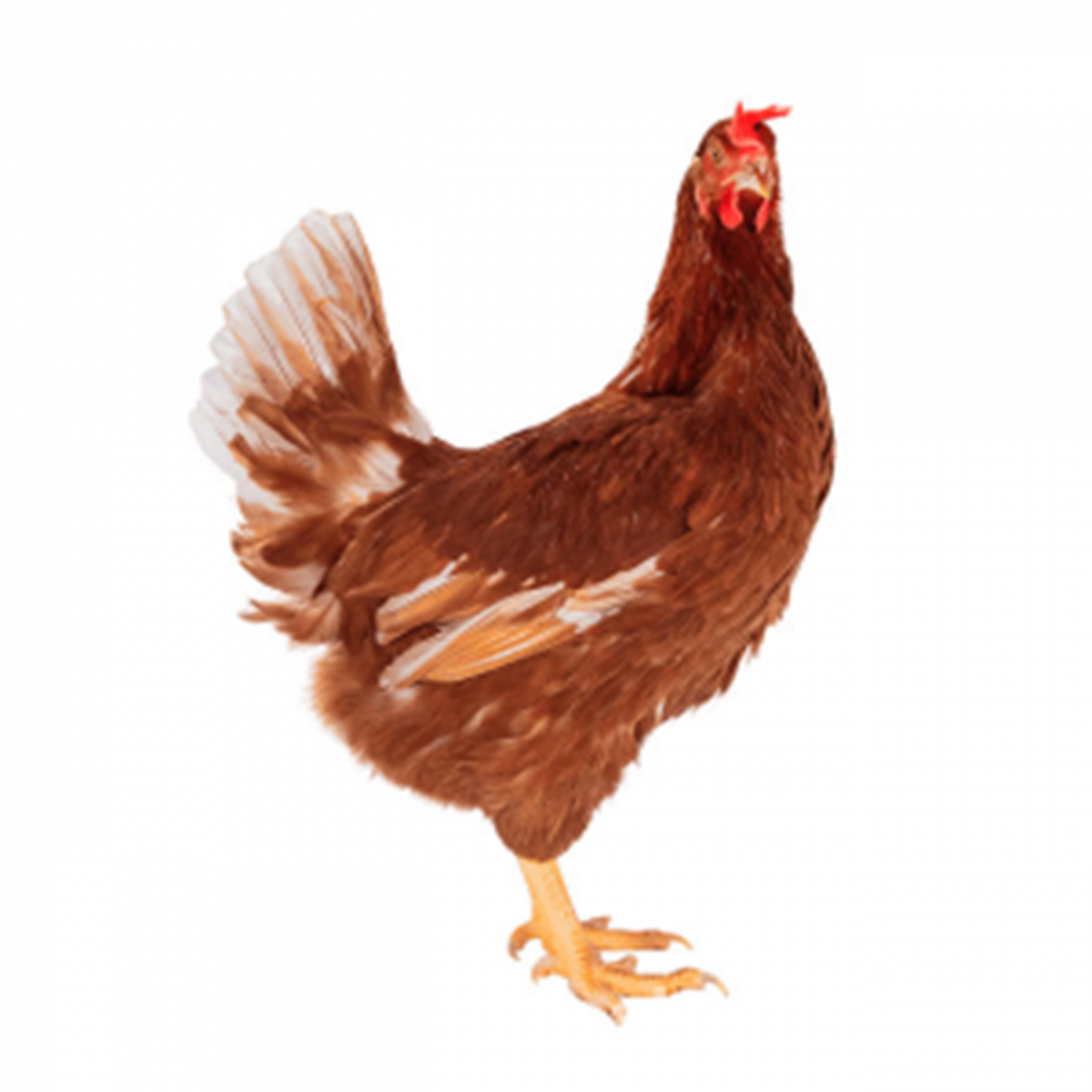 Sonali Hen