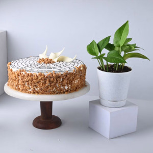 Combo with Plant and Cake