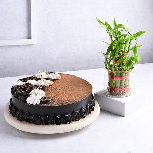Combo with Plant and Cake
