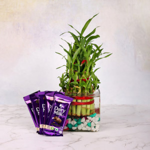 Combo with Dairy Milk