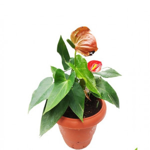 Anthurium