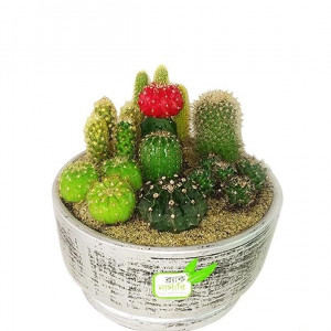 Cactus Composit