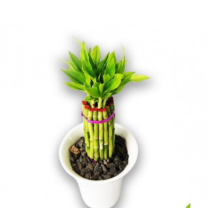 Dracaena Design
