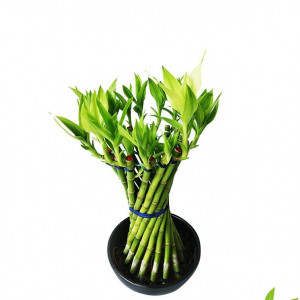 Dracaena Design