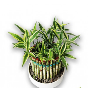 Dracaena Design