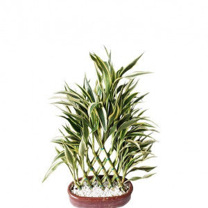 Dracaena Design