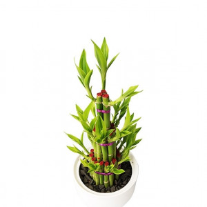 Dracaena Design