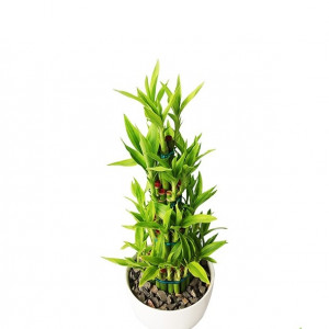 Dracaena Design