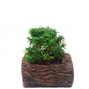 Kamini Bonsai