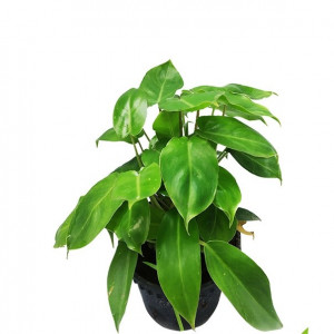 Monstera