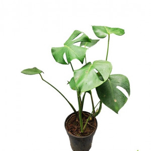 Monstera
