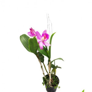 Orchid Kattleya