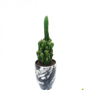 Pagoda Cactus