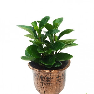 Peperomia