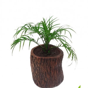 Phonix Palm