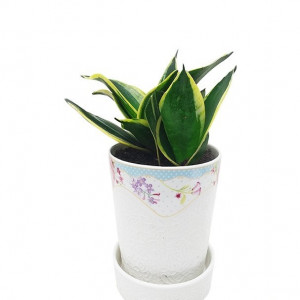 Sanseveria