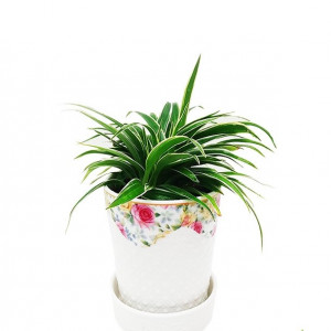 Spider Plant