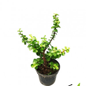 Z Plant plastic Pot