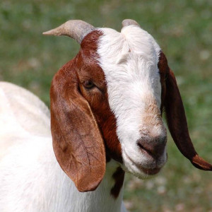 Aqiqa for Boy (2 Goats)