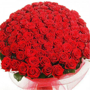 500-local-red-roses-bunch