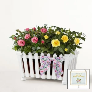 charming-rose-garden