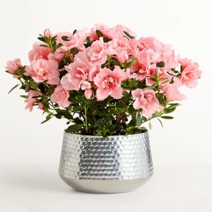 pretty-pink-azalea