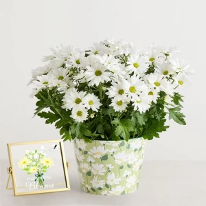happy-daisy